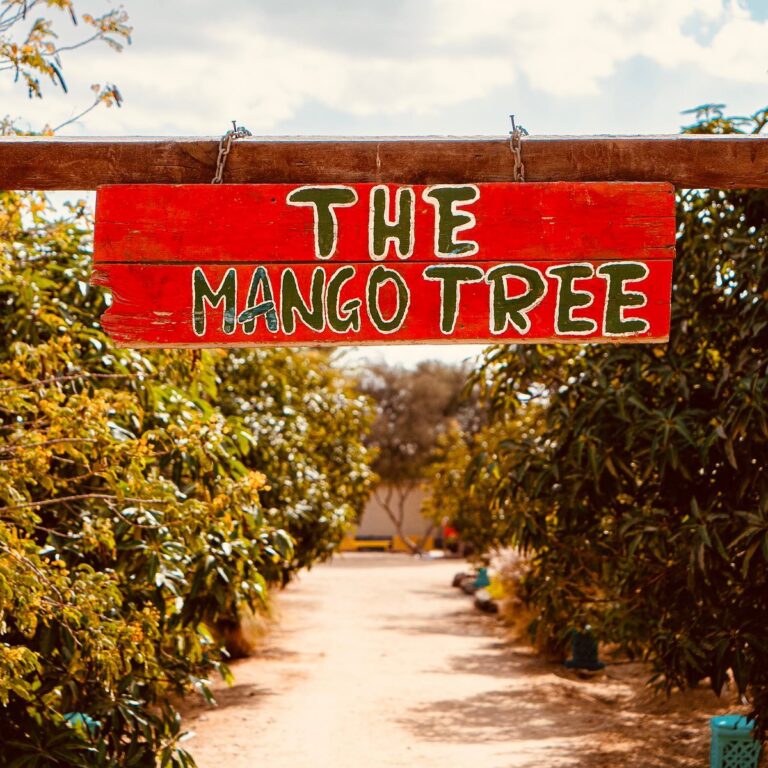 Mango Camp 1