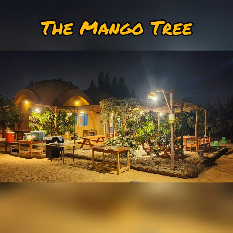 Mango Camp6